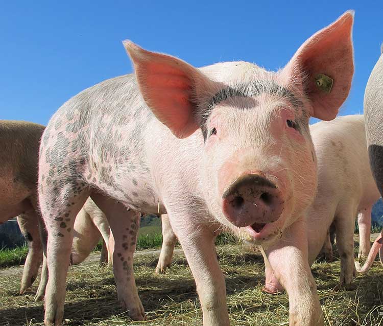 如果你有1000萬頭豬，你打算怎麼管？